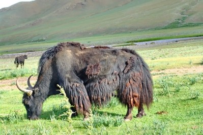 Mongolia's Meat Union: exports to Asia and Russia could top $300m 