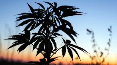 Looming perfect storm will lead to Aussie CBD boom, pioneer predicts