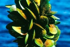 NZ gives aquaculture boost by domesticating mussels 