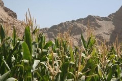 Corn production overtakes rice, leading to greater insecurity concerns