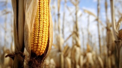 Fsanz seeks submissions on GM corn and irradiated food labelling
