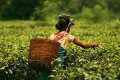 India’s Tea Board chief urges plantations to turn over a new leaf