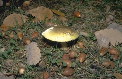 A deathcap mushroom. Picture: Food Safety Information Council