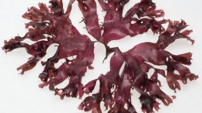 The paper concluded Malaysian red seaweed had high potential for functional food development. ©iStock
