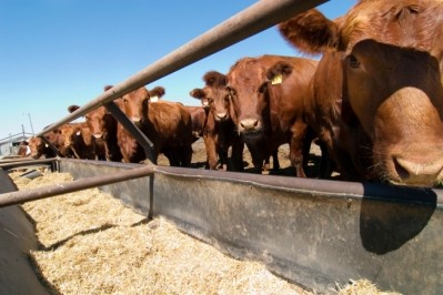 MLA said it wants to bolster the 'productivity and profitability' of the grain-fed beef sector