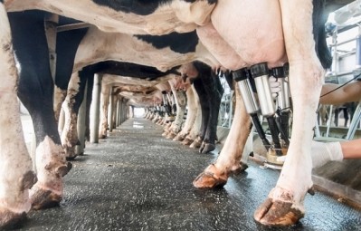 South Korea is working to stop the spread of a case of foot-and-mouth disease found at a dairy farm outside of Seoul. ©iStock/Toa55