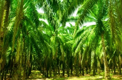 The oil palms were developed using conventional plant breeding and micro propagation techniques. © iStock