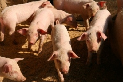 China pigmeat prices surge