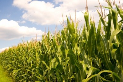 Corn is among the crops intended to improve food security in Sudan, alongside wheat, sunflowers and peanuts.