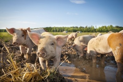 Major progress and breakthroughs in pig and pork R&D were made across all the CRC’s programmes