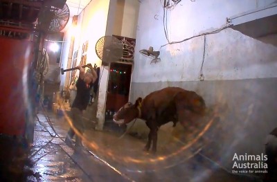 A still from the shocking footage obtained by Animals Australia. Image courtesy of Animals Australia