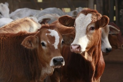 The Chinese public are being assured it is safe to eat beef following an outbreak of anthrax