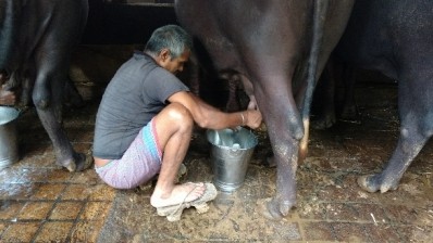 According to a World Animal Protection survey in India, the treatment of dairy cows in the country needs to improve.