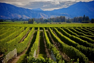 The Marlborough region accounts for 77% of the industry's production. Pic: iStock/RSKB