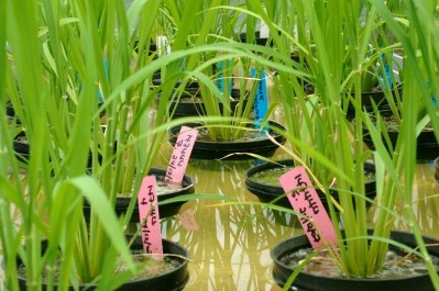 Researchers analysed 235 global rice grains for GI levels