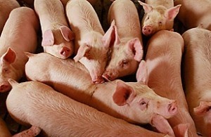 The supply chain will have a big say on how much pork is imported