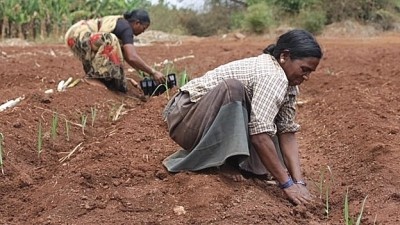UN bodies putting smallholders' livelihoods at risk