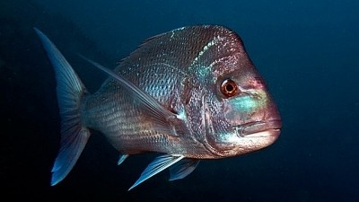 Turning eggs blue will transform snapper fisheries