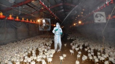 Hong Kong bans some Japanese poultry imports after H5N7 is detected