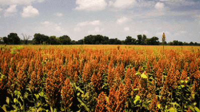 Sweet sorghum research project could ‘revitalise the sugar industry’