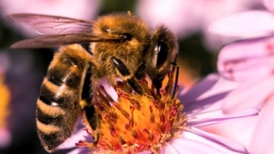 Kiwi bee decline could cost economy up to NZ$728m a year