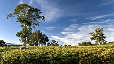 Wet weather puts Australian wine in good stead for late 2017 vintage