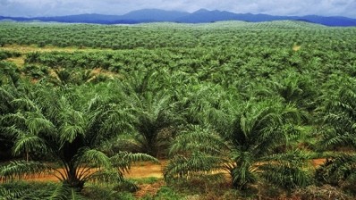 India and China behind Asia’s growth in palm oil consumption