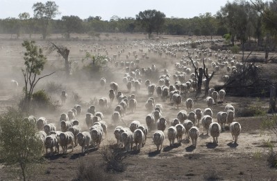 The recent drought in Australia hit lamb numbers