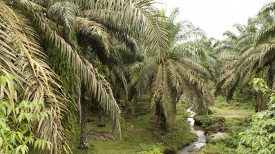 Palm oil in troubled waters with new Sumatra death accusation