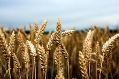 Wheat the high point of a heat-affected Australian harvest