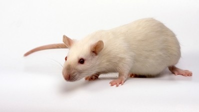 Rat study finds how memories of junk food can change eating behaviour