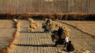 China could be self sufficient in grain by 2024, say officials