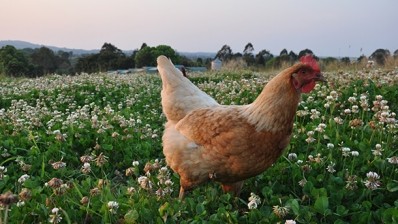 Australia to get national standard for free-range eggs