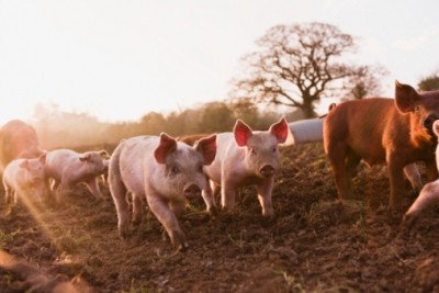 The study concluded that a number of pork producers have 'some way to go' to improve environmental management 