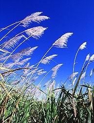 Aussie sugarcane industry focused on increased research and development