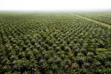 India consumes almost 20% of global palm oil supplies, more than any other nation