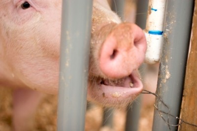 Australia claims good progress on sow stalls