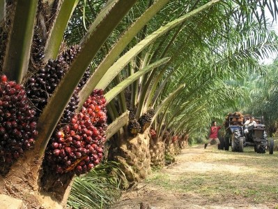 Palm oil plantation space is scarce in Malaysia but Indonesia has potential still, says Rabobank