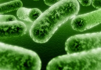 Study uncovers region's strong probiotic potential