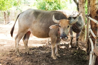 India has banned the sale of unproductive livestock for slaughter