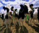 China Dairy Summit: China needs to walk before it can run