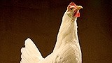 Inspectors praised the quality of Pakistan's poultry facilities, and signalled imports could resume soon, according to the  Ministry of National Food Security and Research.