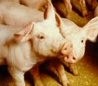 Zhongpin responds to increased demand for pork in China