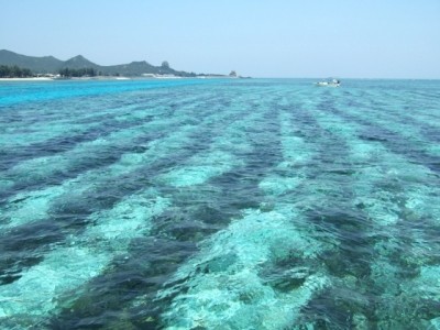 Mozuku seaweed is naturally rich in the nutraceutical compound fucoidan (Image: Yusuke Sudo)