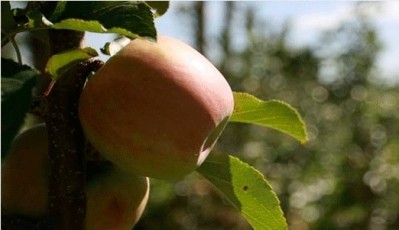 ‘People have a right to know where the juice used to make their cider comes from!’ Cider makers call for country of origin labels