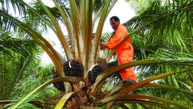Three things RSPO needs to do to avoid falling down the ‘anti- globalisation chasm’