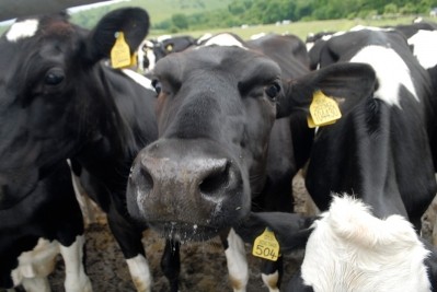 The study recorded 333 samples of cow vocalizations.