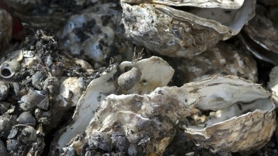 A reliance on POMS-affected Tasmania for oyster spat has led to oyster shortages in South Australia. ©GettyImages