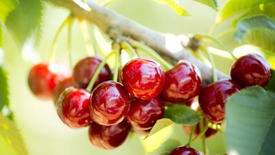  Cherry is a premium fruit in China and is said to be sold at nearly five times the price sold in Turkey. 