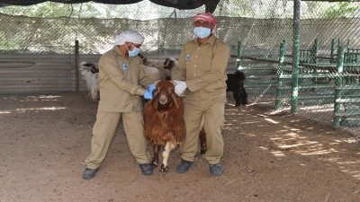The Abu Dhabi Agriculture and Food Safety Authority has stressed the need for farms to implement biosecurity requirements to prevent zoonotic diseases from entering the food chain. ©ADAFSA